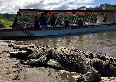 Tarcoles River Crocodile Tour