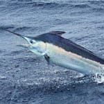 black marlin Costa Rica