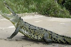 Jaco Costa Rica Crocodile Tour