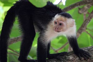 White Face Capuchin Monkey