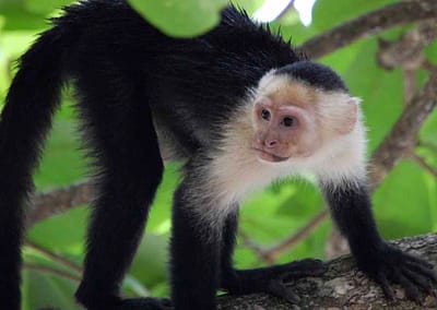 White Face Capuchin Monkey