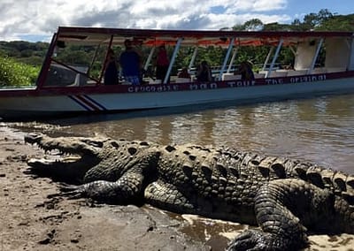Crocodile Tarcoles Tour