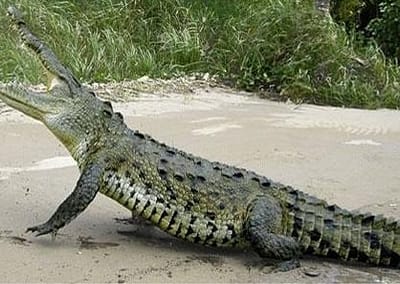 Jaco Costa Rica Crocodile Tour
