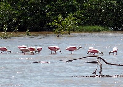 Tours to Tarcoles River in Costa Rica